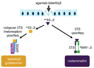 Oxidised IL-33 signals via RAGE/EGFR and ST2 pathways3,4Ox